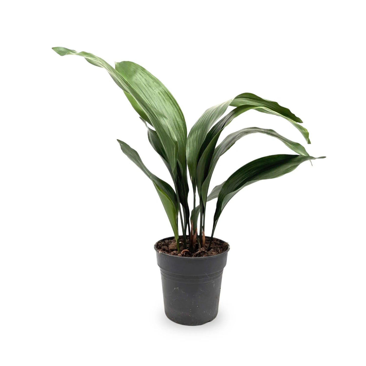 Aspidistra elatior - Cast Iron Plant Leaf Culture