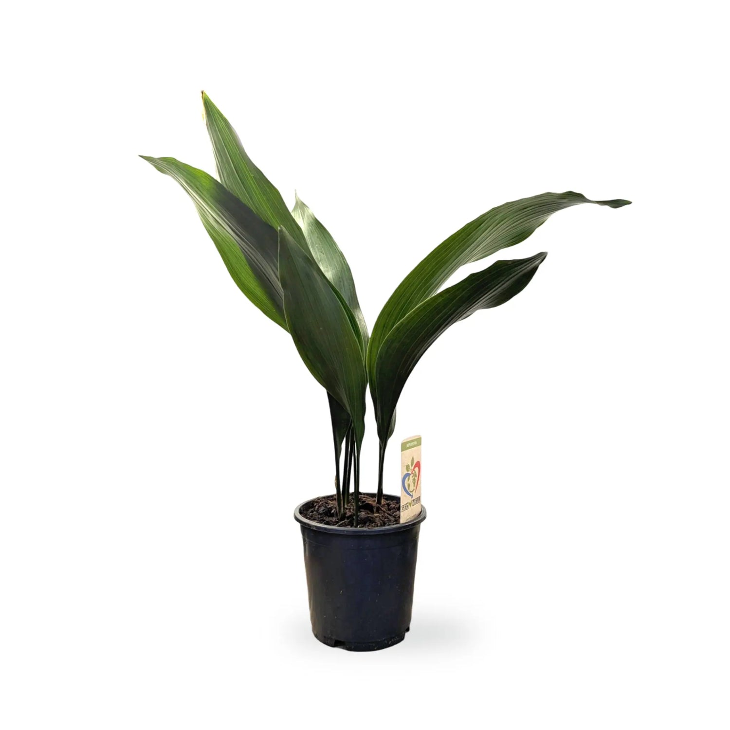 Aspidistra elatior - Cast Iron Plant Leaf Culture