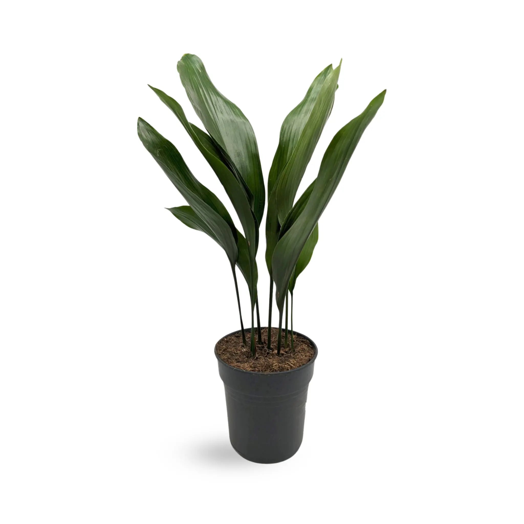 Aspidistra elatior - Cast Iron Plant Oz