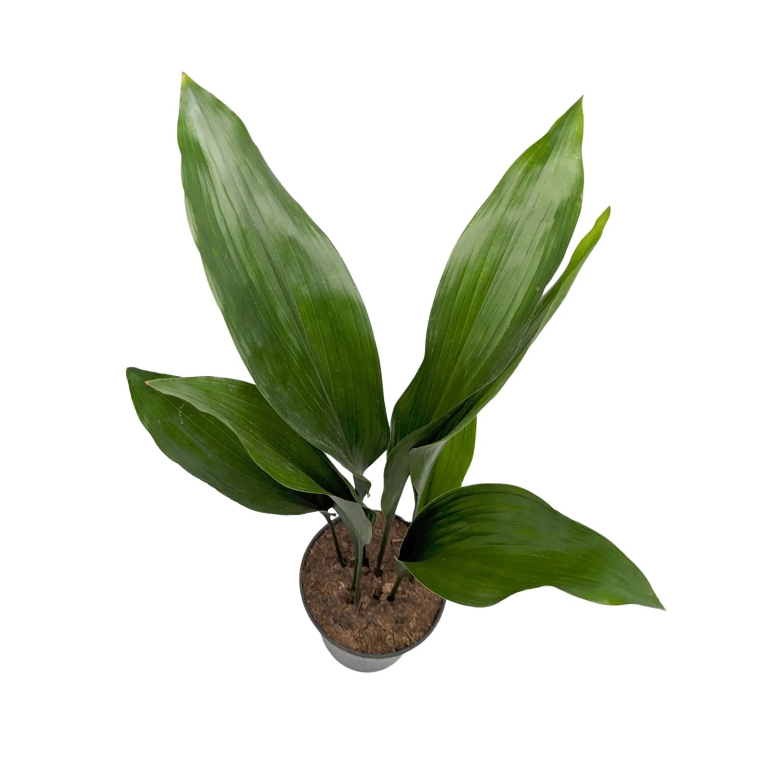 Aspidistra elatior - Cast Iron Plant Oz