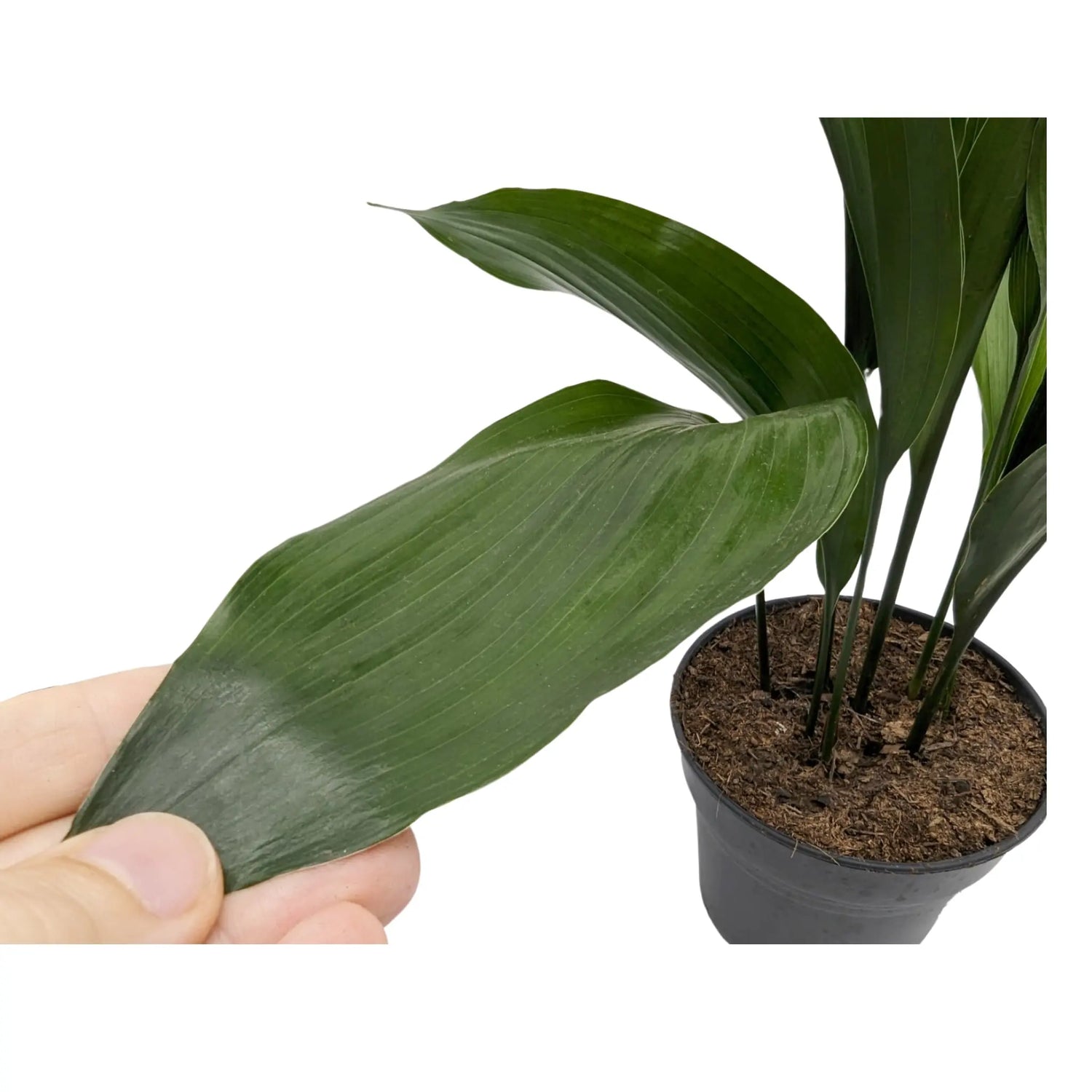 Aspidistra elatior - Cast Iron Plant Oz