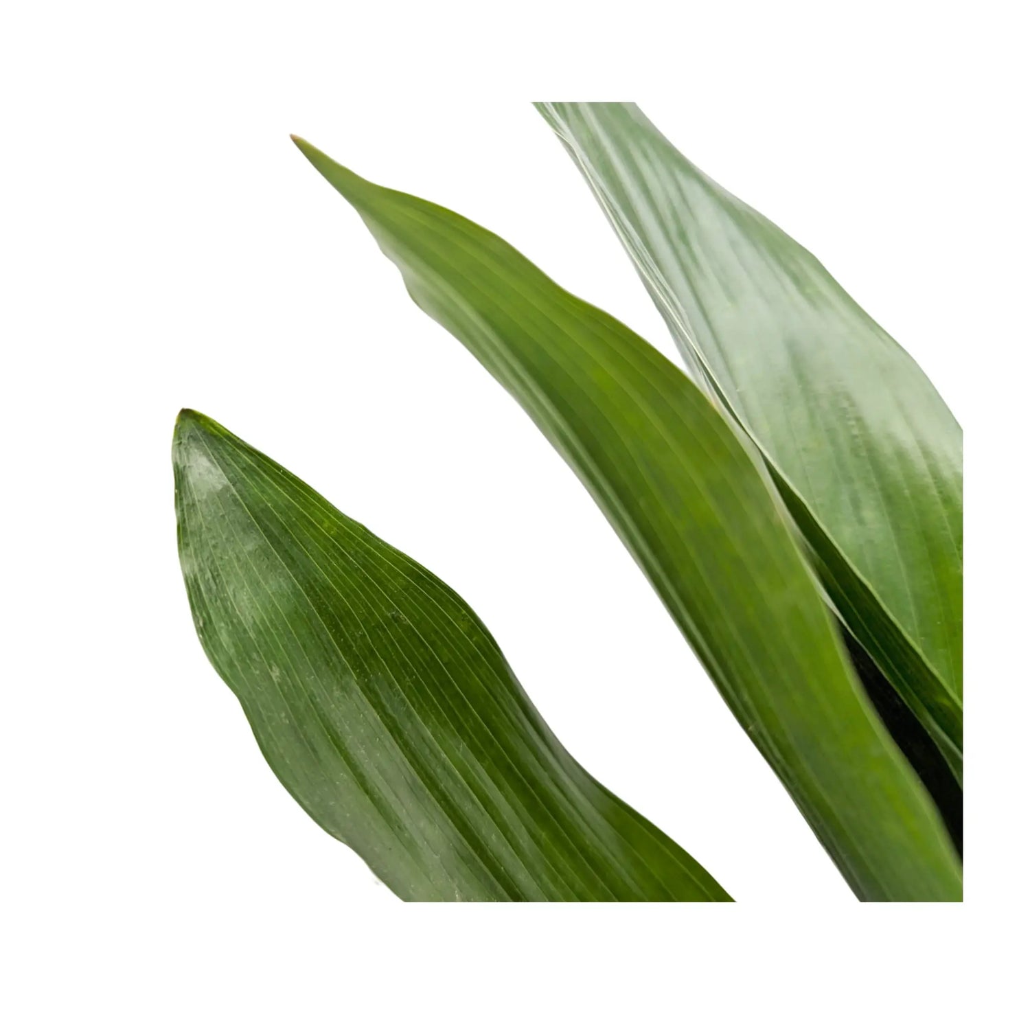 Aspidistra elatior - Cast Iron Plant Oz