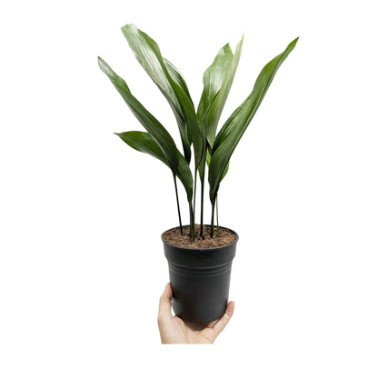 Aspidistra elatior - Cast Iron Plant Oz