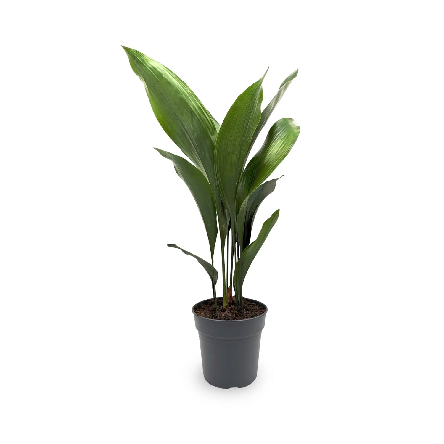 Aspidistra elatior - Cast Iron Plant Oz