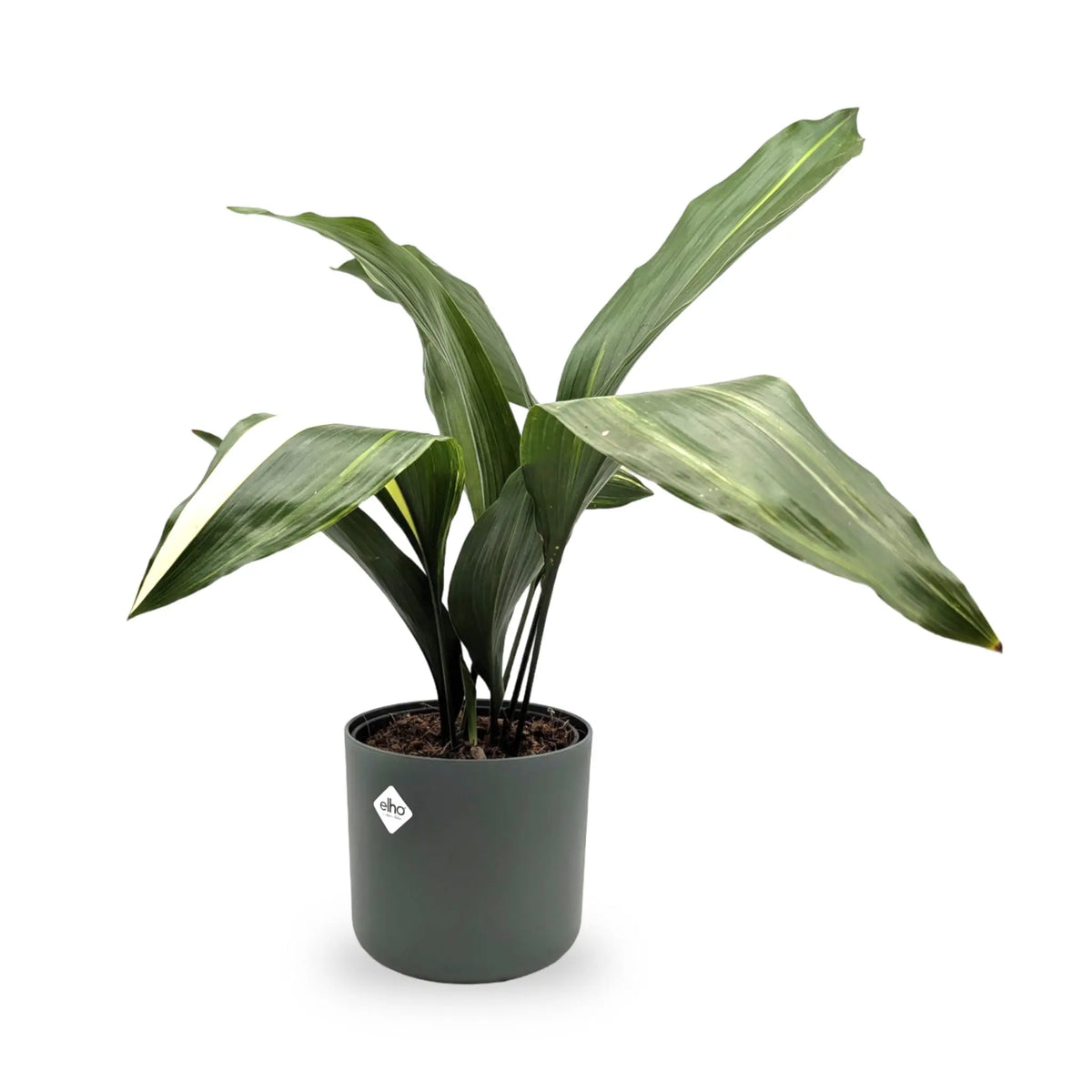 Aspidistra elatior Variegata | Cast Iron Plant Leaf Culture