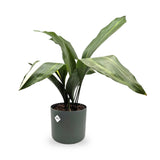 Aspidistra elatior Variegata | Cast Iron Plant Leaf Culture