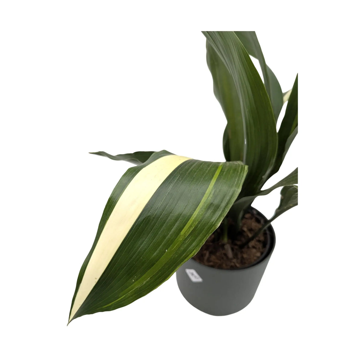 Aspidistra elatior Variegata | Cast Iron Plant Leaf Culture