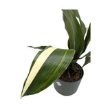 Aspidistra elatior Variegata | Cast Iron Plant Leaf Culture