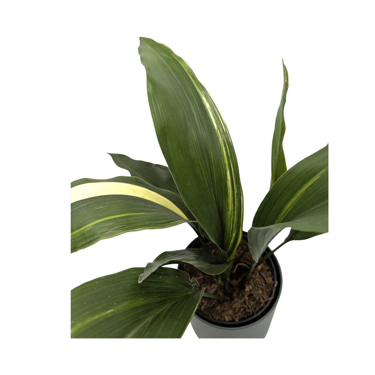 Aspidistra elatior Variegata | Cast Iron Plant Leaf Culture