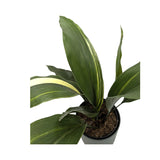 Aspidistra elatior Variegata | Cast Iron Plant Leaf Culture