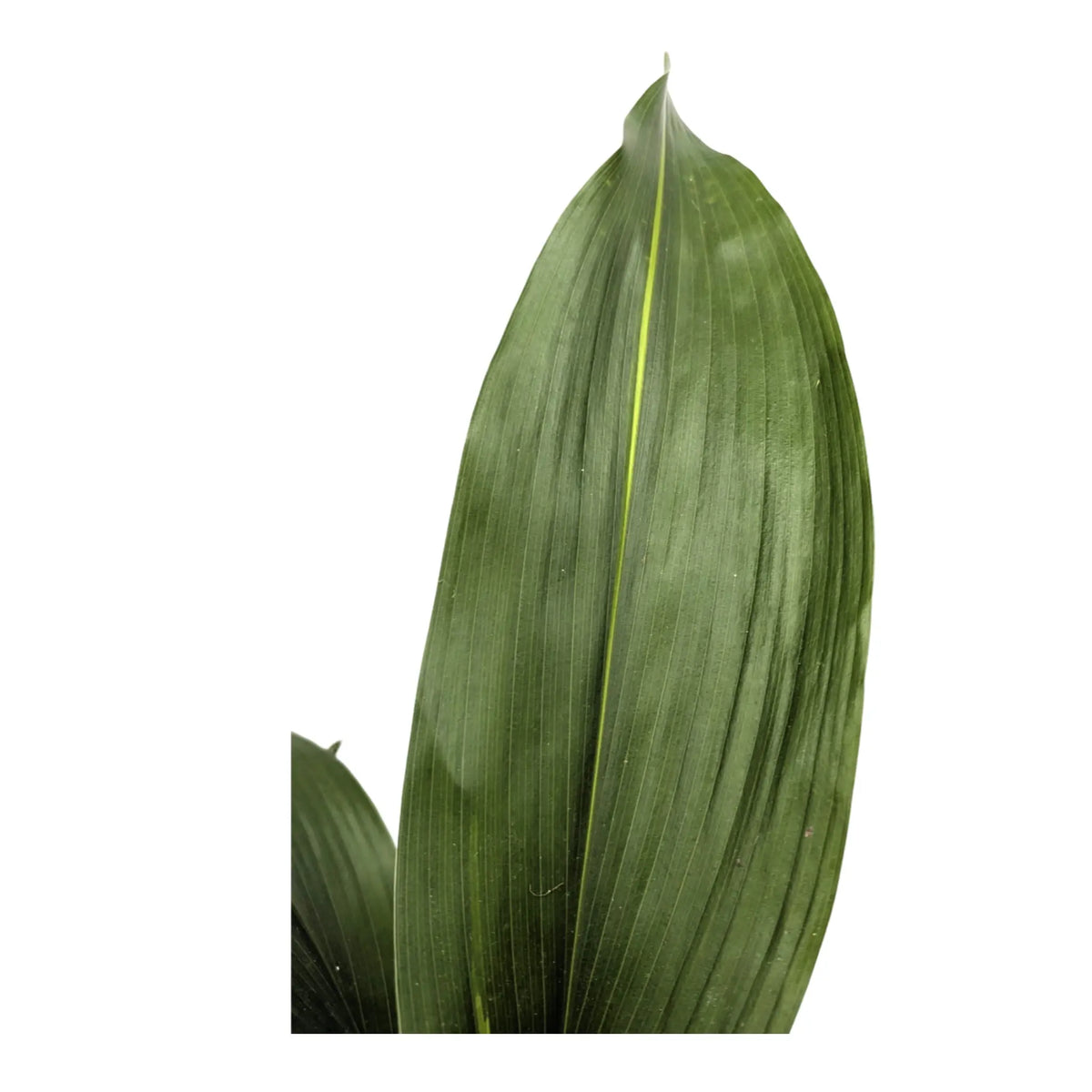 Aspidistra elatior Variegata | Cast Iron Plant Leaf Culture