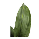 Aspidistra elatior Variegata | Cast Iron Plant Leaf Culture