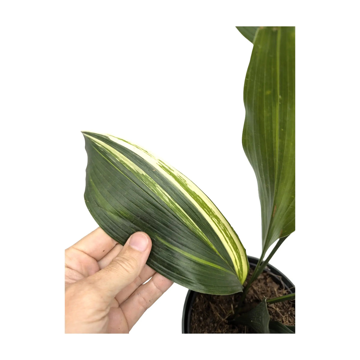 Aspidistra elatior Variegata | Cast Iron Plant Leaf Culture