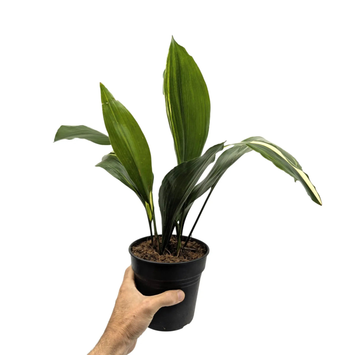Aspidistra elatior Variegata | Cast Iron Plant Leaf Culture