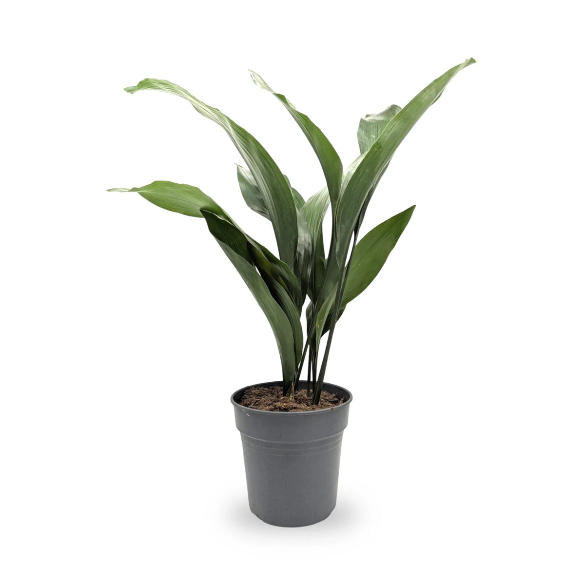 Aspidistra elatior | Cast Iron Plant Leaf Culture