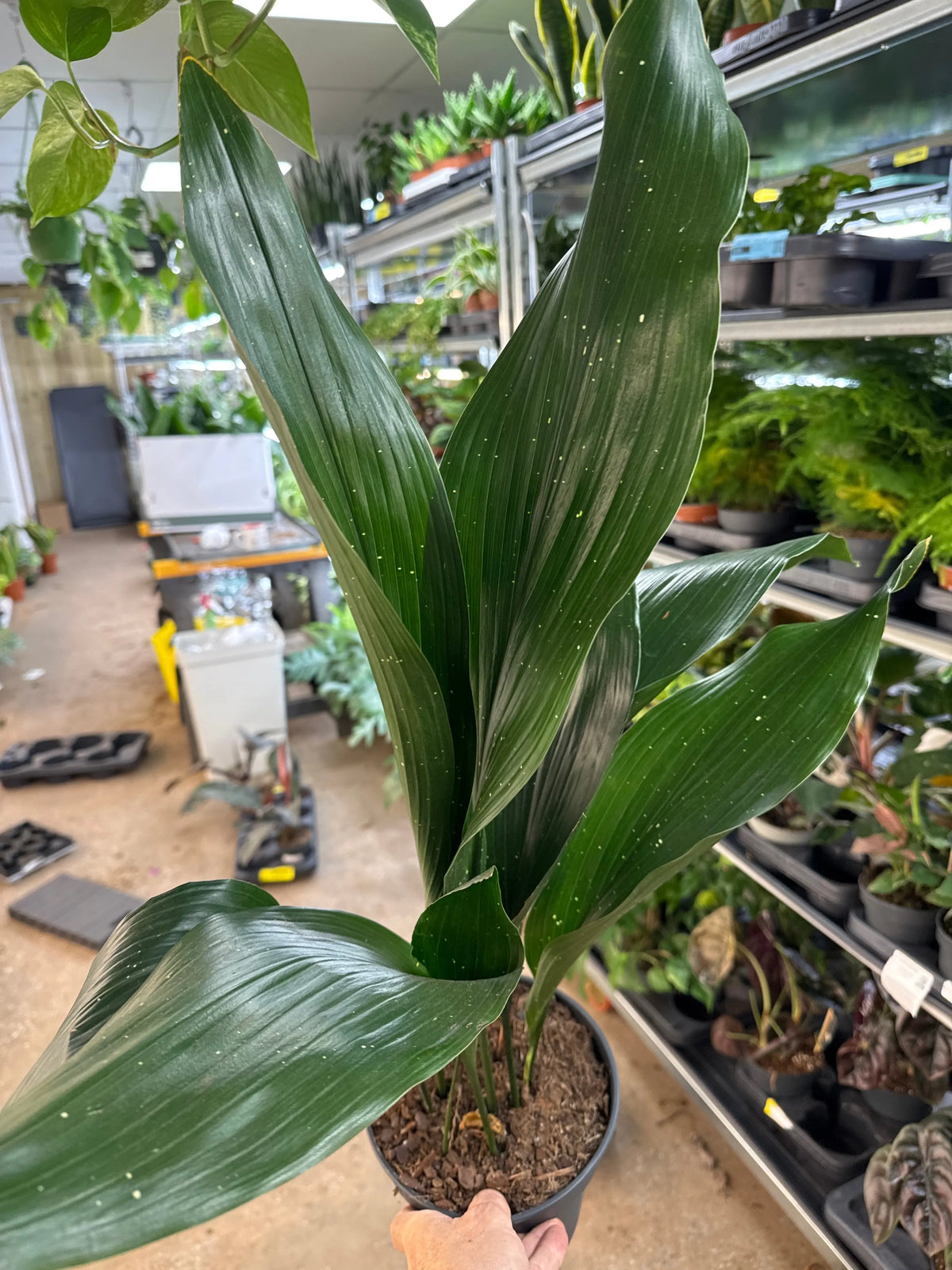 Aspidistra elatior | Cast Iron Plant Leaf Culture