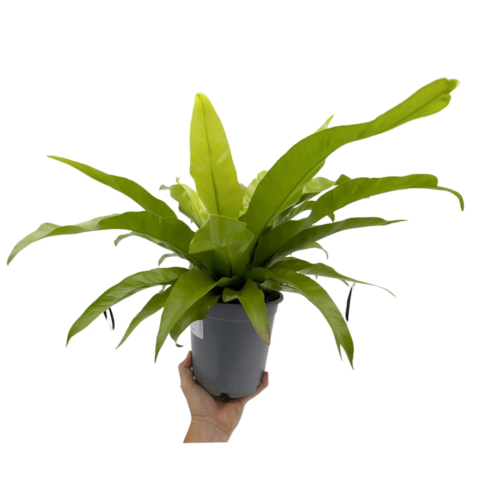 Asple Antiquum - Japanese Bird's Nest Fern_6_thumb