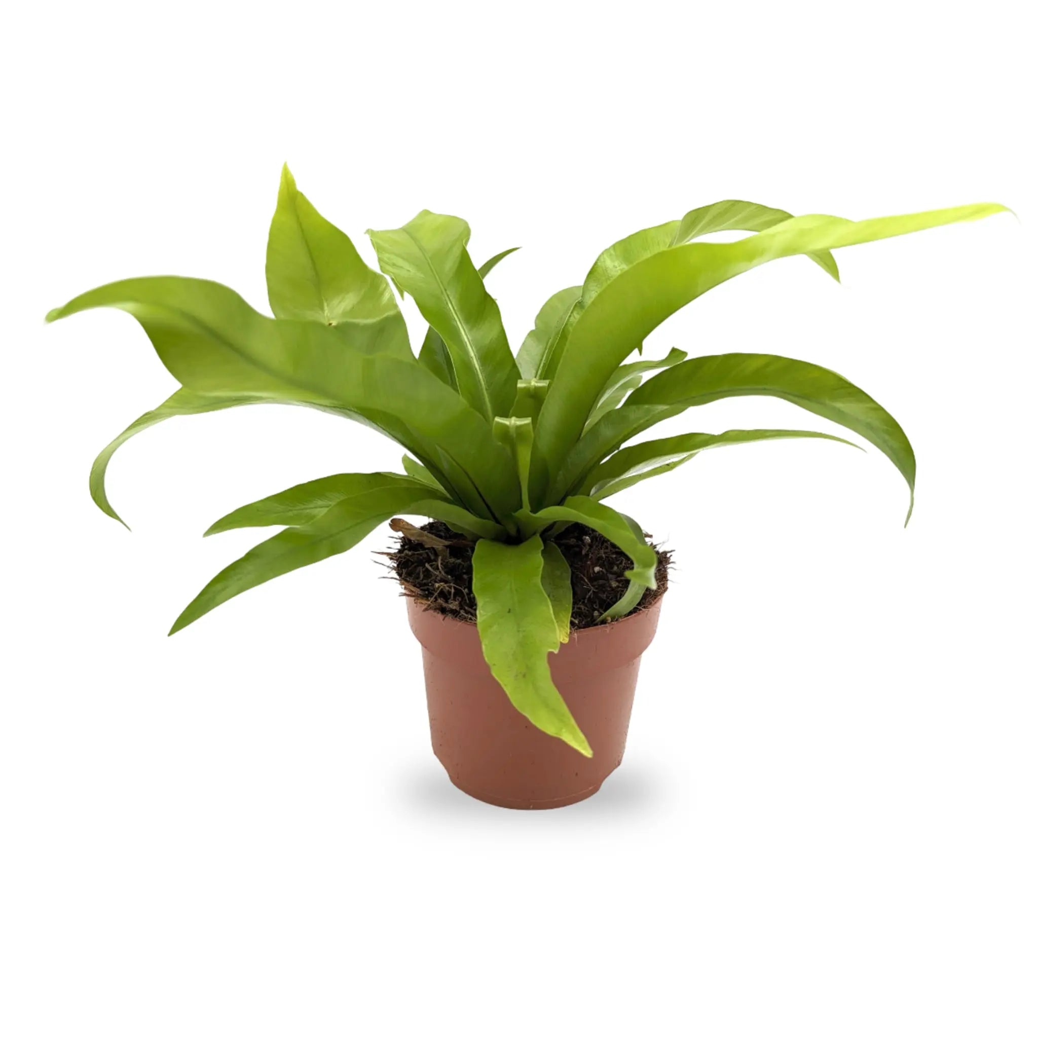 Asple Antiquum - Japanese Bird's Nest Fern Leaf Culture