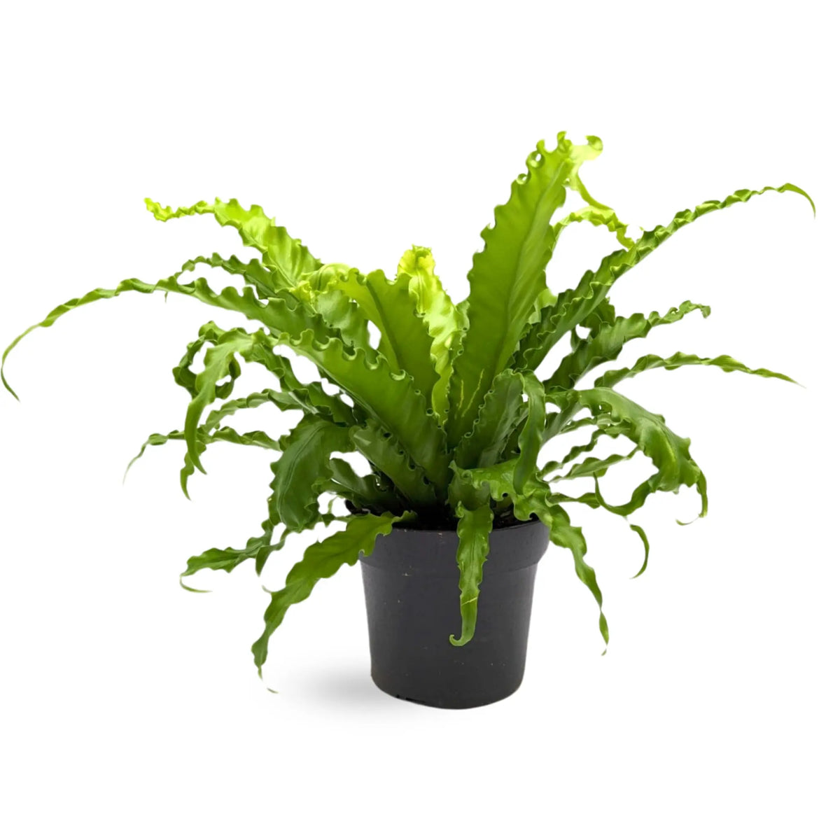 Asplenium Anti Osaka - Bird's Nest Fern Leaf Culture