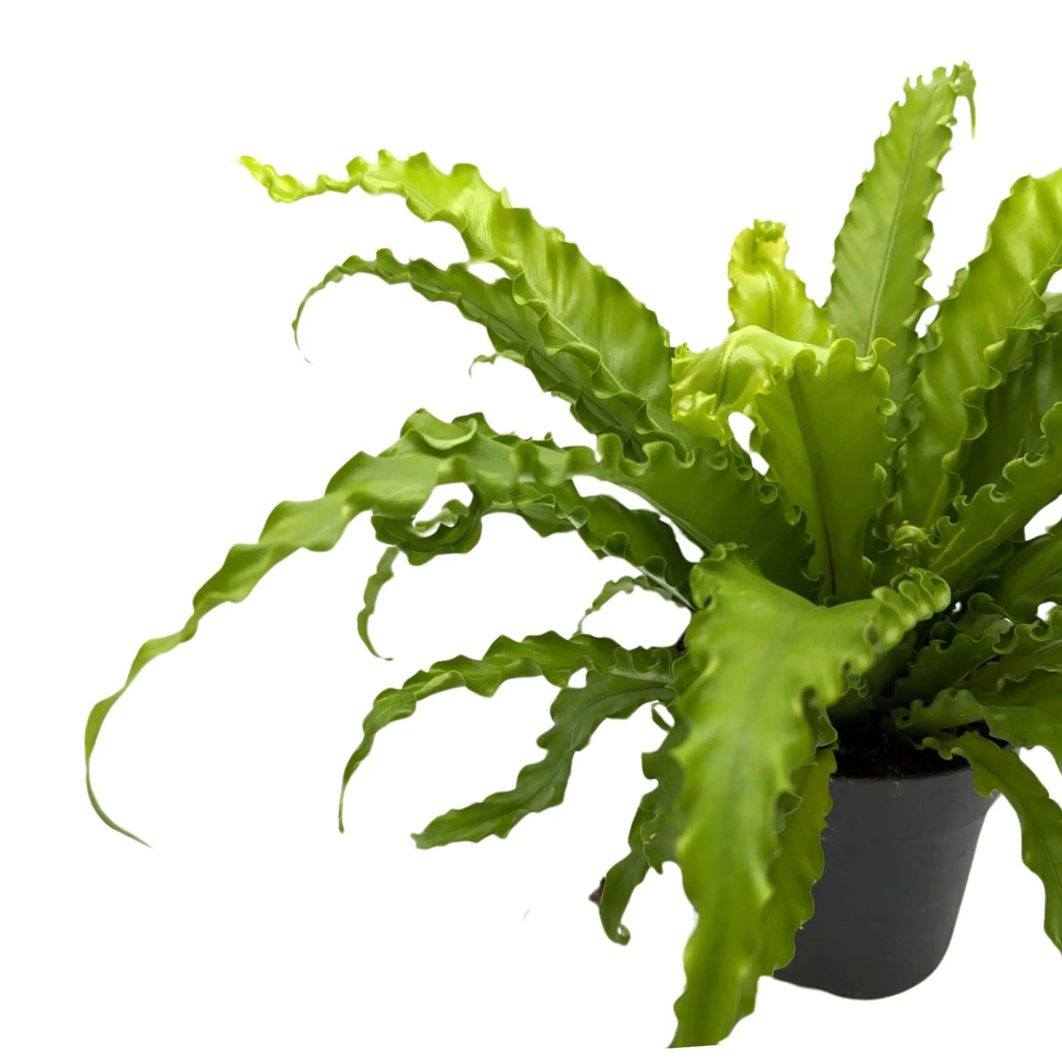 Asplenium Anti Osaka - Bird&