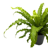 Asplenium Anti Osaka - Bird's Nest Fern Leaf Culture