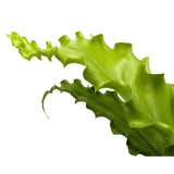 Asplenium Anti Osaka - Bird's Nest Fern Leaf Culture