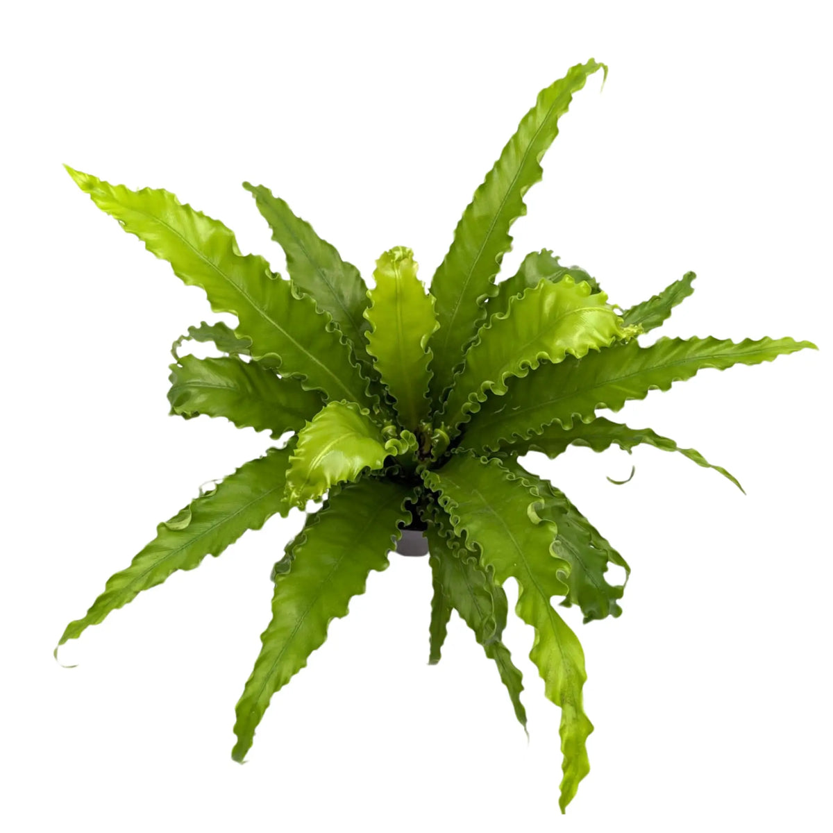 Asplenium Anti Osaka - Bird's Nest Fern Leaf Culture