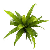 Asplenium Anti Osaka - Bird's Nest Fern Leaf Culture