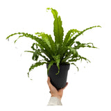Asplenium Anti Osaka - Bird's Nest Fern Leaf Culture