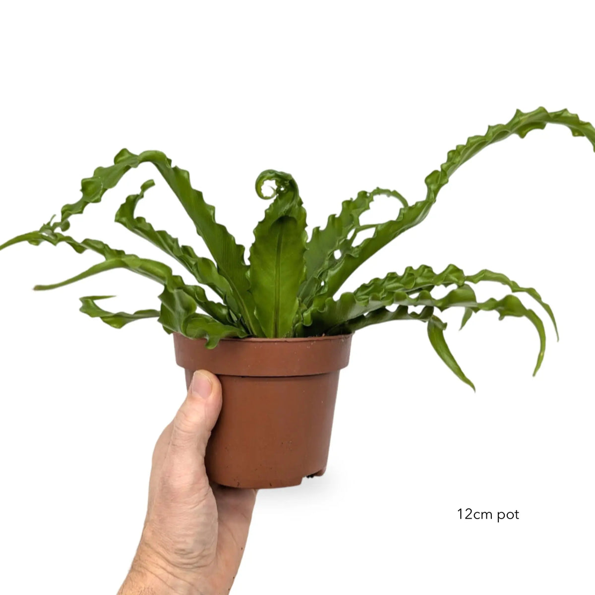 Asplenium Anti Osaka - Bird's Nest Fern Leaf Culture