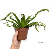 Asplenium Anti Osaka - Bird's Nest Fern Leaf Culture