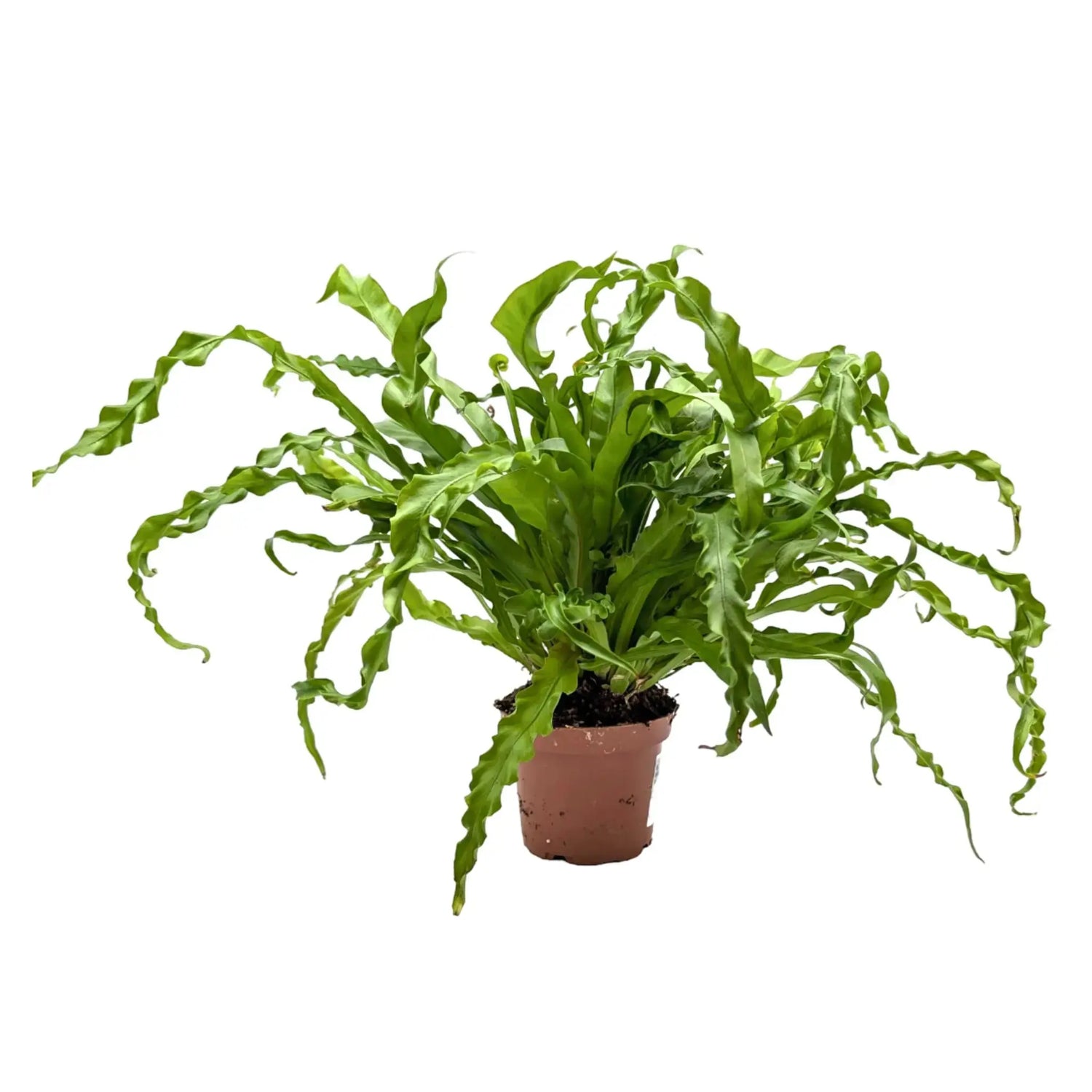 Asplenium Anti Osaka - Bird&