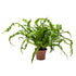 Asplenium Anti Osaka - Bird&