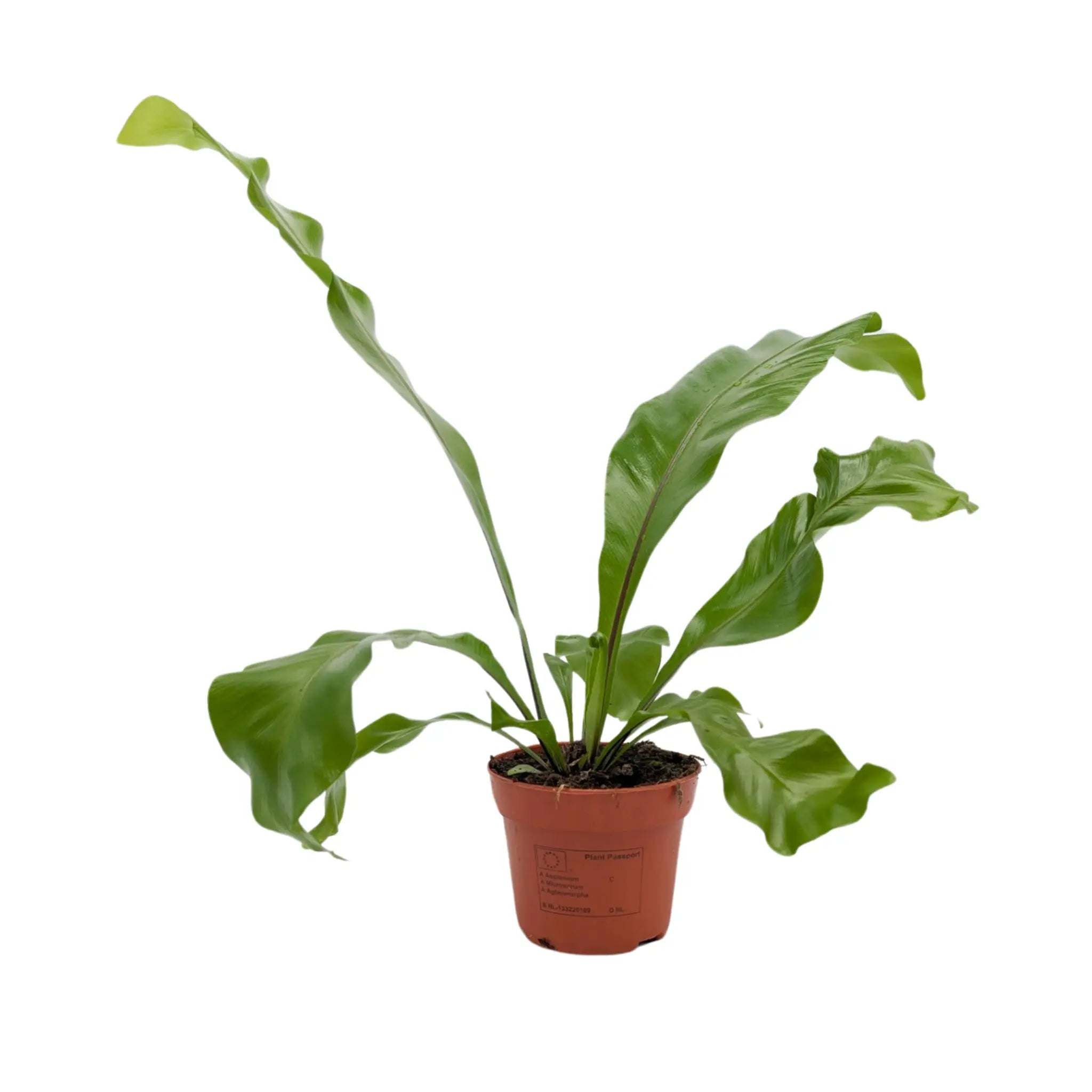 Asplenium nidus - Bird Nest Fern Oz