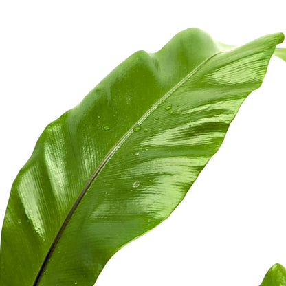 Asplenium nidus - Bird Nest Fern Oz