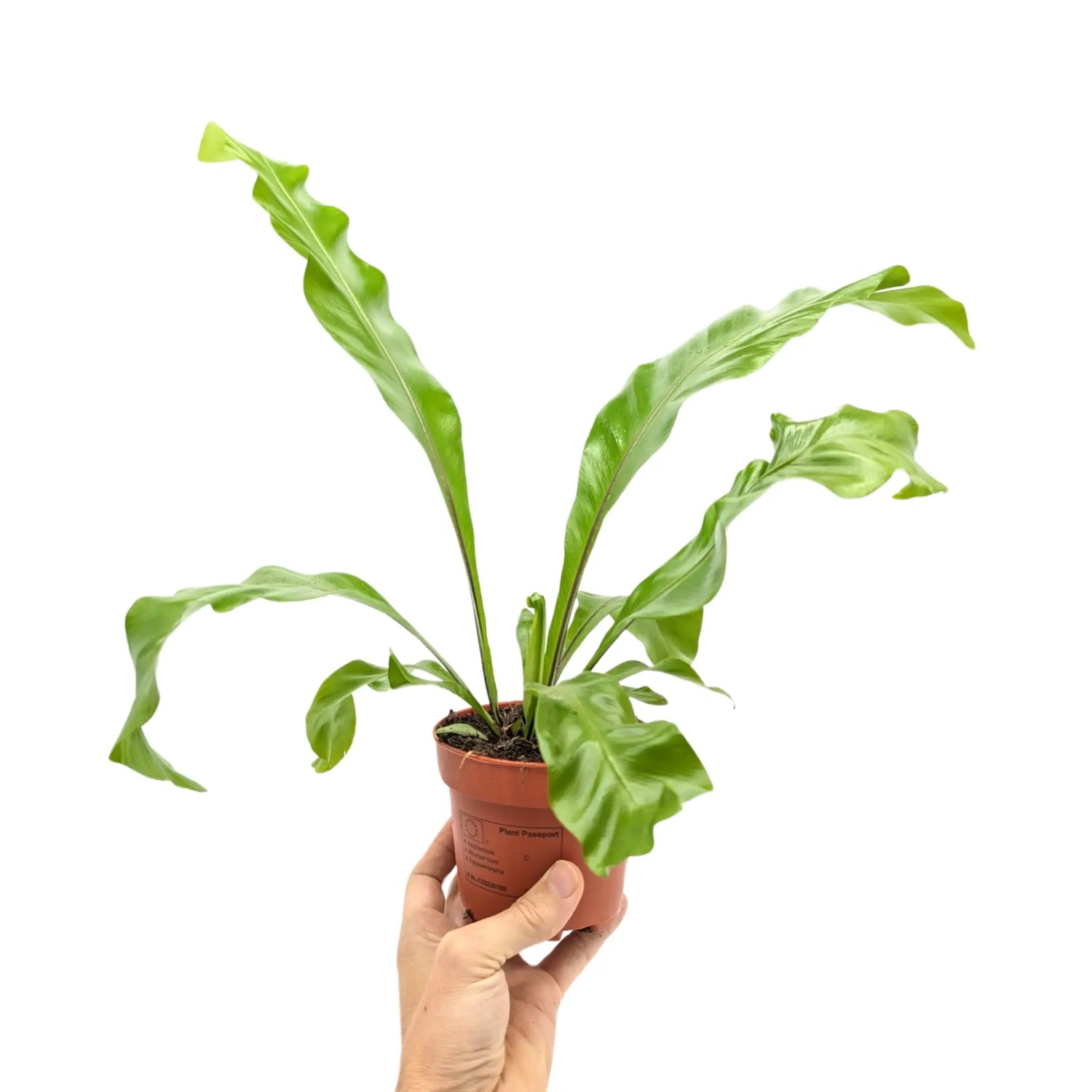 Asplenium nidus - Bird Nest Fern Oz