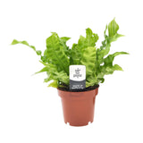 Asplenium nidus Crispy Wave - Bird's Nest Fern Oz