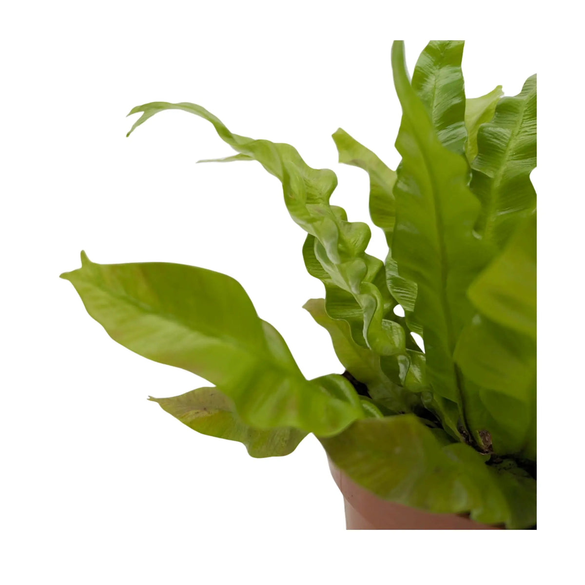 Asplenium nidus Crispy Wave - Bird's Nest Fern Oz