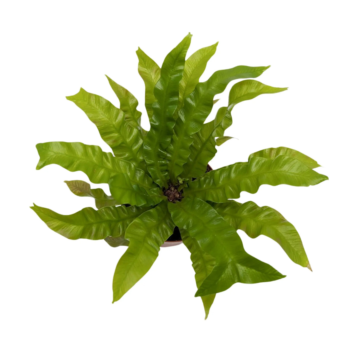 Asplenium nidus Crispy Wave - Bird's Nest Fern Oz