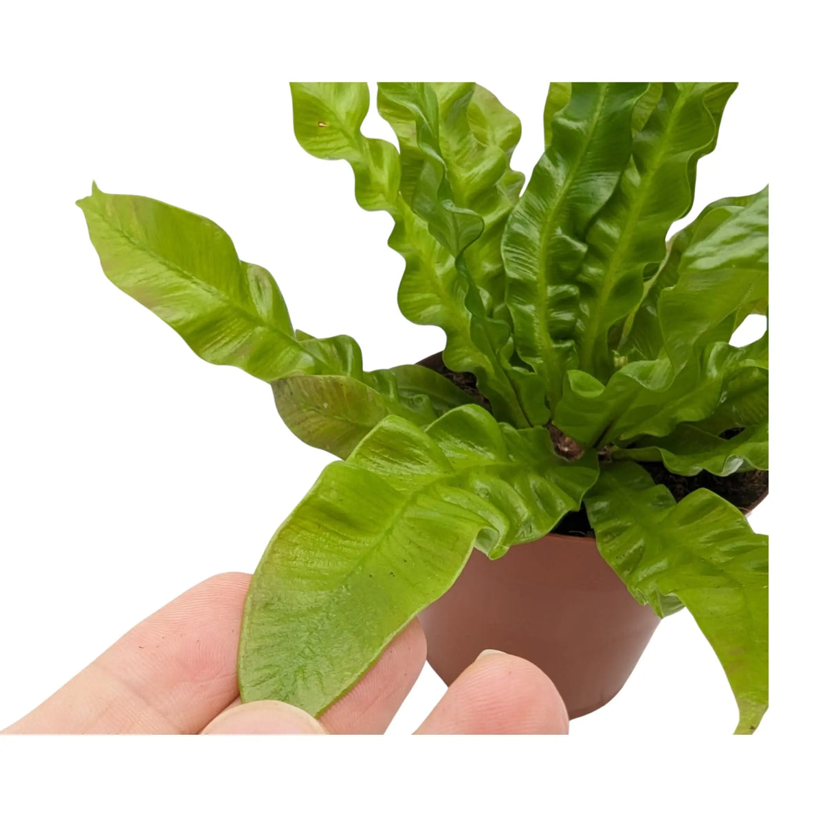 Asplenium nidus Crispy Wave - Bird's Nest Fern Oz