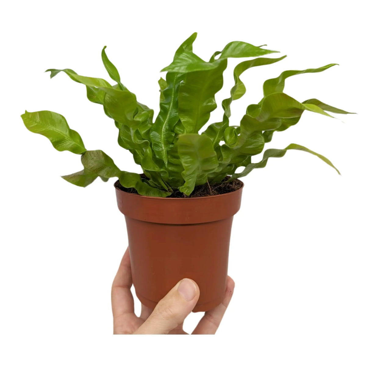 Asplenium nidus Crispy Wave - Bird's Nest Fern Oz