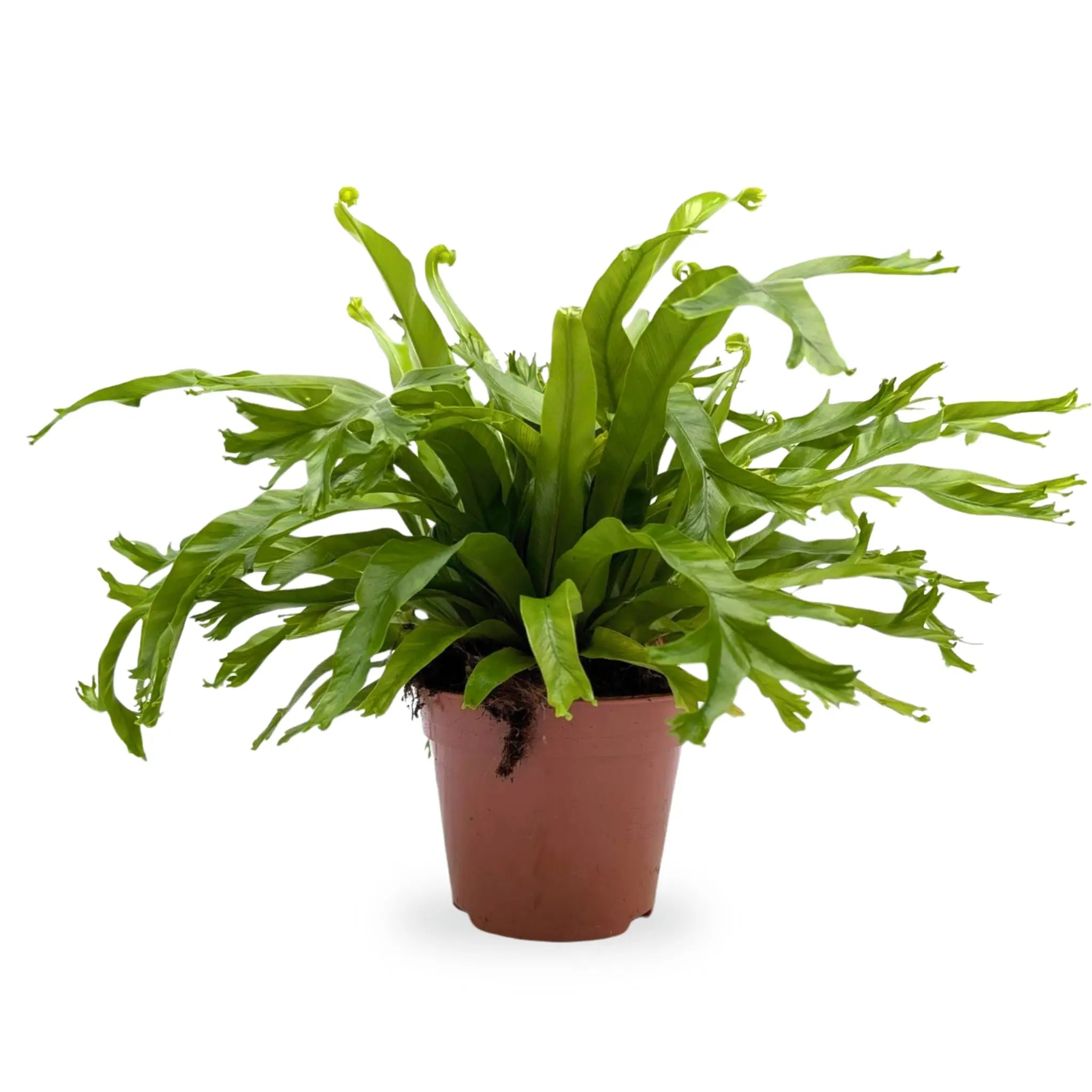 Asplenium nidus Crissie - Bird Nest Fern Leaf Culture