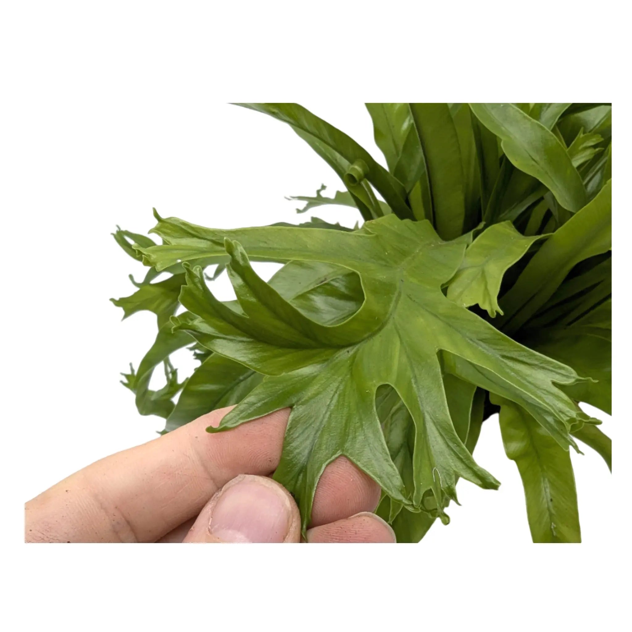 Asplenium nidus Crissie - Bird Nest Fern Leaf Culture