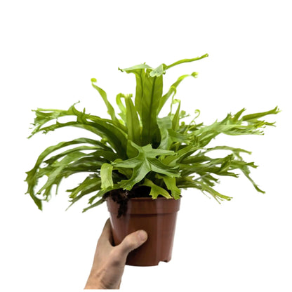 Asplenium nidus Crissie - Bird Nest Fern Leaf Culture