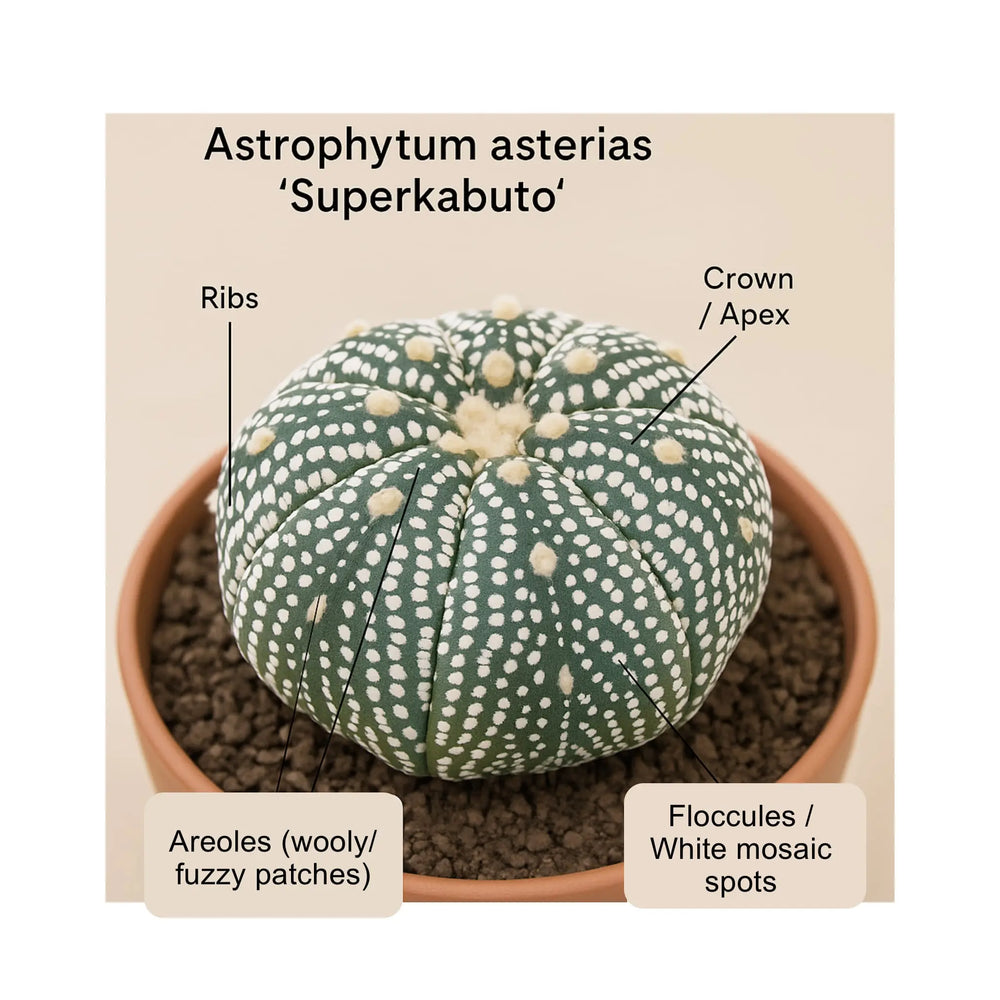 Astrophytum Asterias Superkabuto | Sand Dollar Cactus_2_main