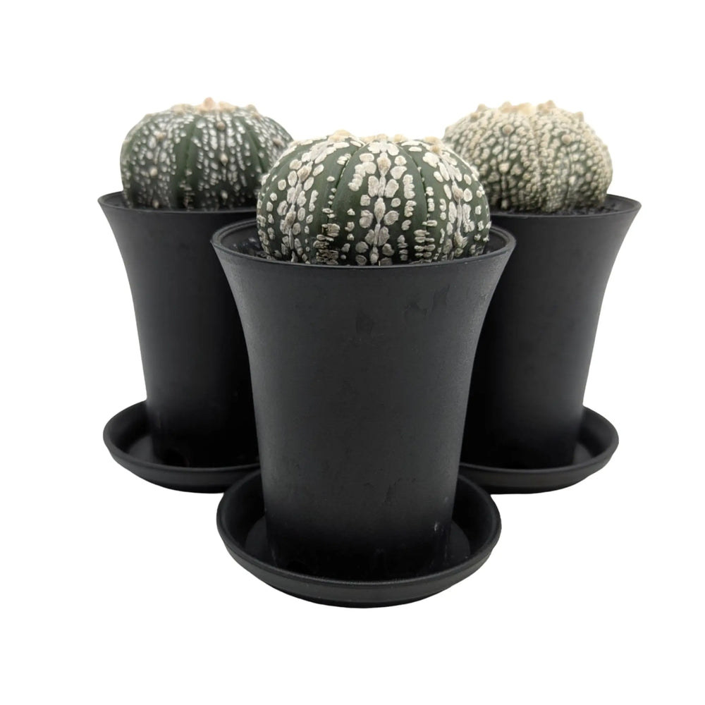 Astrophytum Asterias Superkabuto | Sand Dollar Cactus_3_main