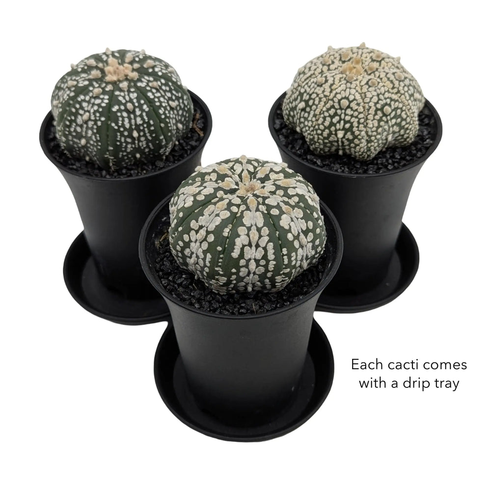 Astrophytum Asterias Superkabuto | Sand Dollar Cactus_4_main
