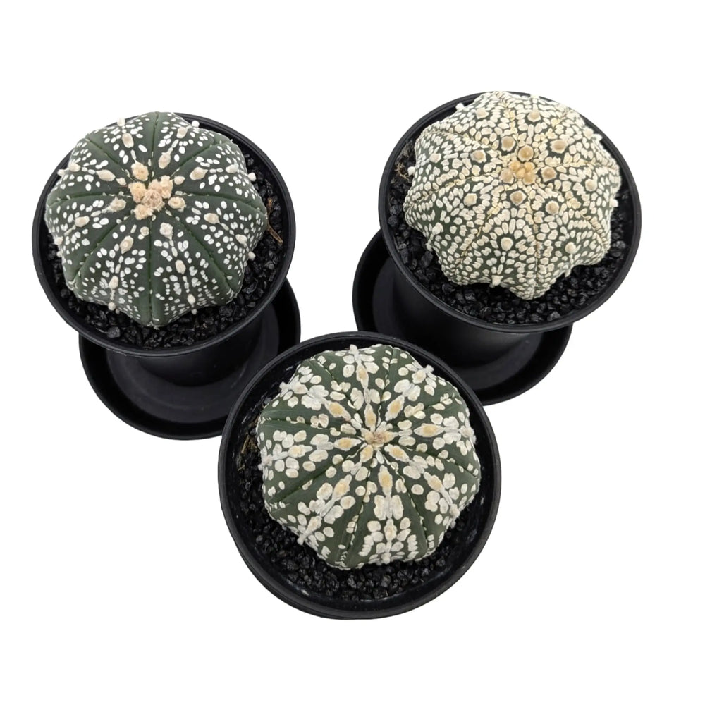 Astrophytum Asterias Superkabuto | Sand Dollar Cactus_5_main