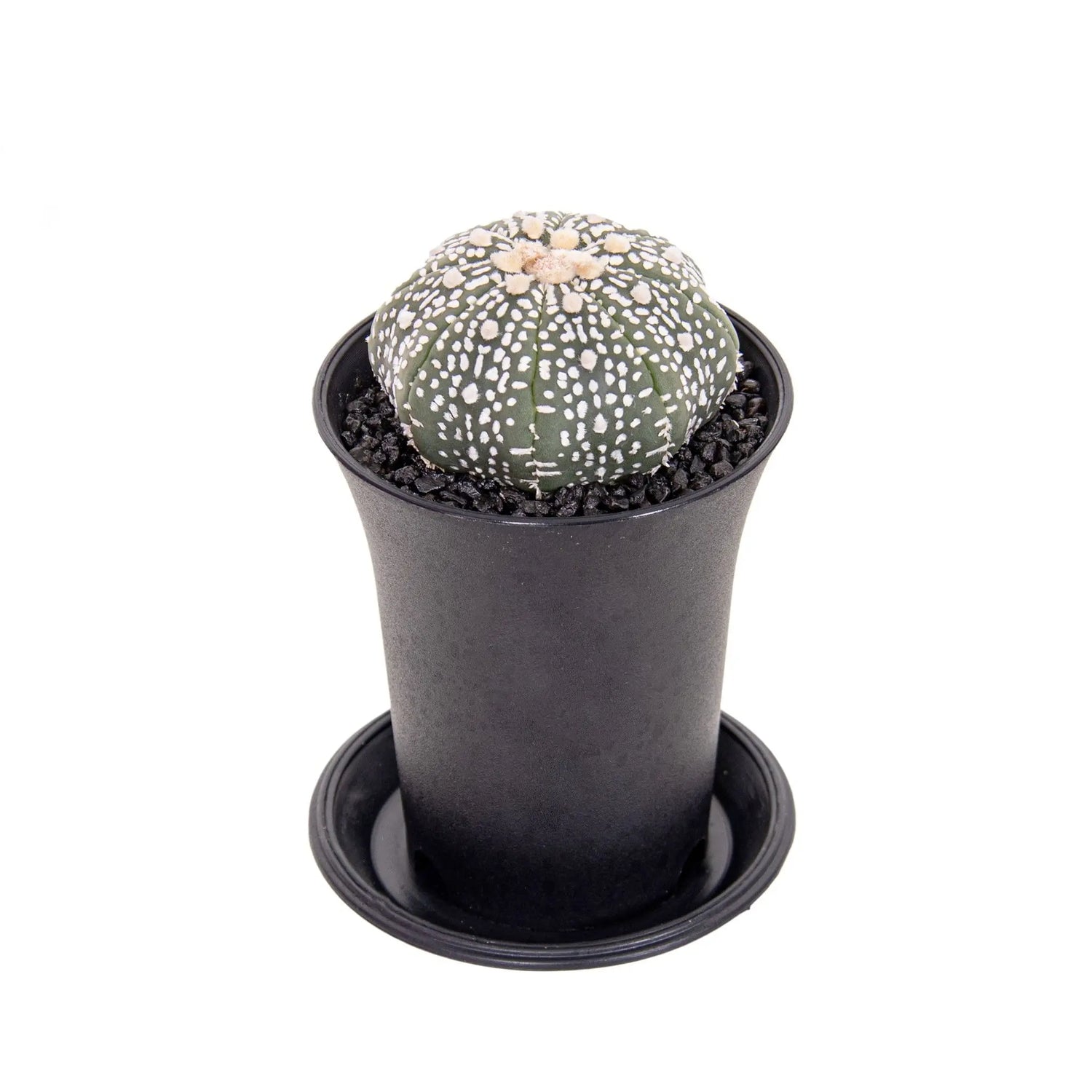 Astrophytum Asterias | Cactus Leaf Culture