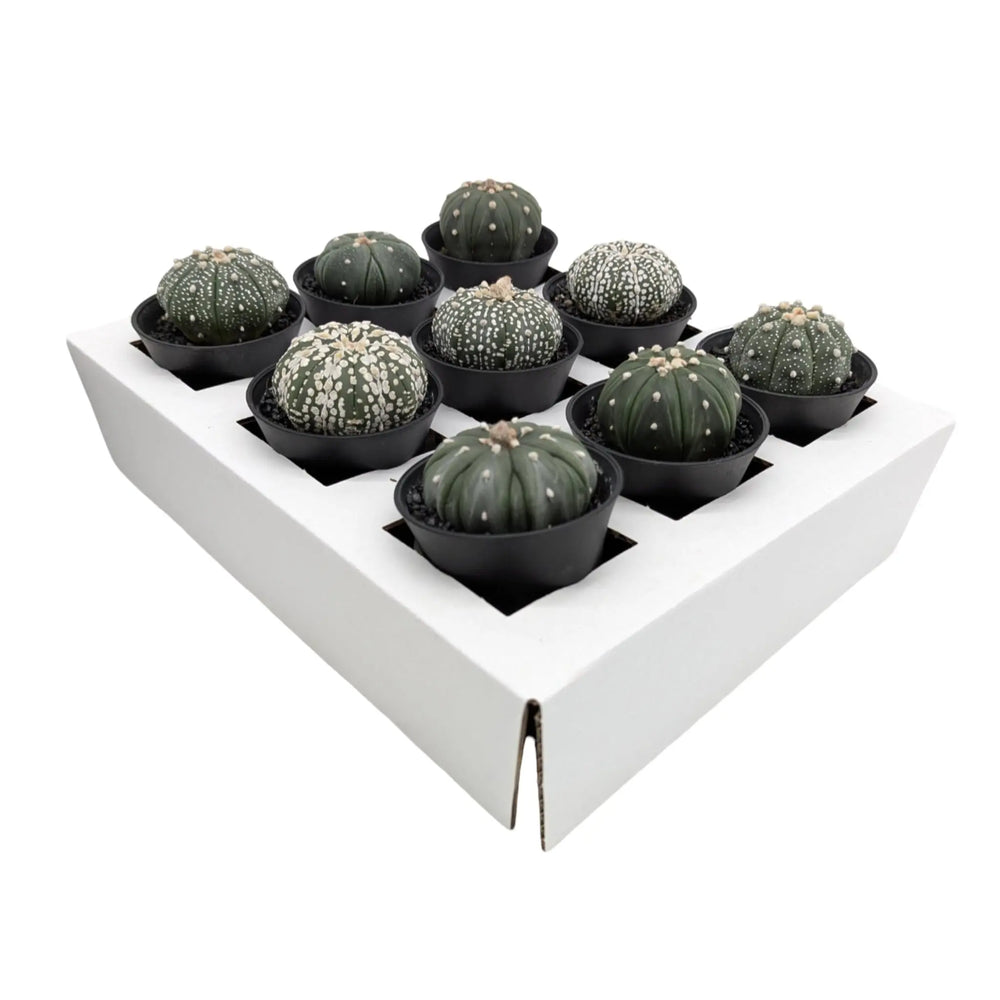 Astrophytum Asterias | Sand Dollar Cactus_1_main